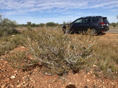 Tribulus suberosus