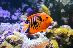 Centropyge loriculus