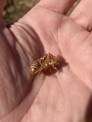 Tibicinina