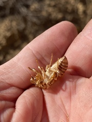 Tibicinina