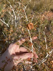 Tribulus suberosus