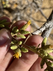 Hazardia squarrosa grindelioides