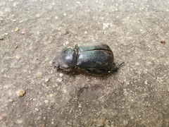 Eophileurus chinensis