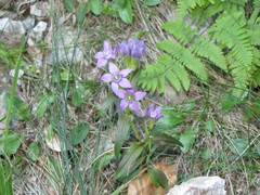 Gentianella amarella
