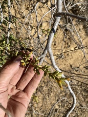 Hazardia squarrosa grindelioides