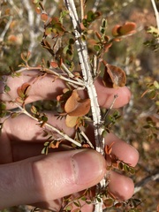 Tribulus suberosus
