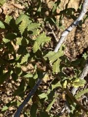 Hazardia squarrosa grindelioides