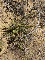 Hazardia squarrosa grindelioides