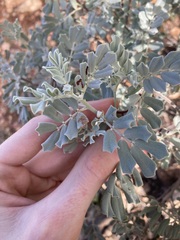 Senna artemisioides helmsii