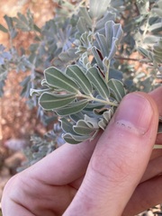 Senna artemisioides helmsii