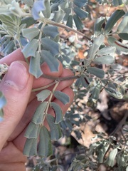 Senna artemisioides helmsii