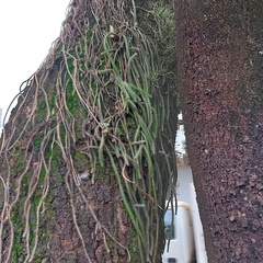 Lepismium lumbricoides