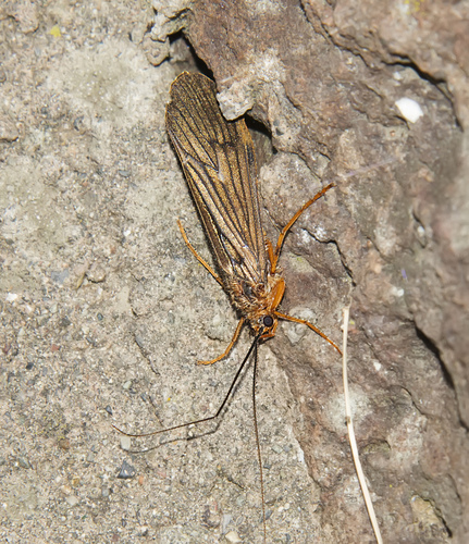 Dicosmoecus gilvipes photo 3