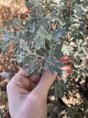 Senna artemisioides helmsii