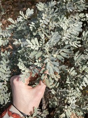 Senna artemisioides helmsii