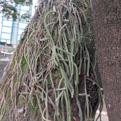 Lepismium lumbricoides