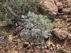 Senna artemisioides helmsii