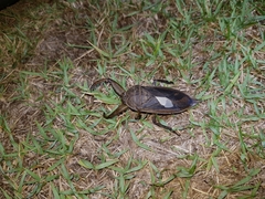 Kirkaldyia deyrolli