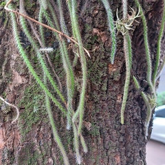 Lepismium lumbricoides