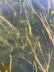 Phyllaplysia taylori