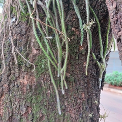 Lepismium lumbricoides