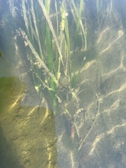 Phyllaplysia taylori