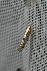 Argyresthia conjugella