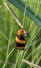 Eudesmia arida