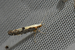 Argyresthia conjugella