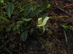 Masdevallia