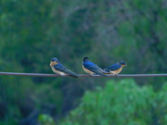 Hirundo rustica