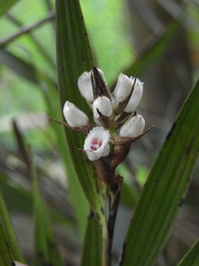 Elleanthus lancifolius