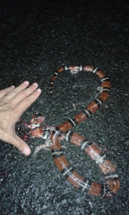 Lampropeltis abnorma