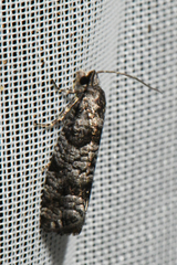 Retinia gemistrigulana