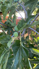 Ficus carica