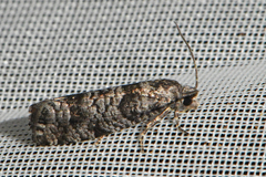 Retinia gemistrigulana