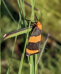 Eudesmia arida