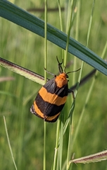 Eudesmia arida