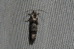 Retinia gemistrigulana