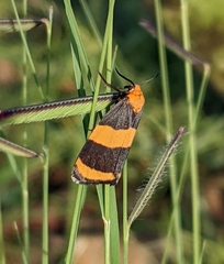 Eudesmia arida