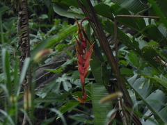Heliconia huilensis