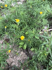 Melampodium linearilobum