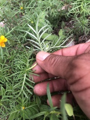 Melampodium linearilobum