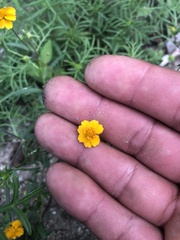 Melampodium linearilobum