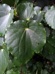 Piper excelsum excelsum