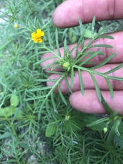 Melampodium linearilobum