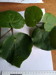 Piper excelsum excelsum