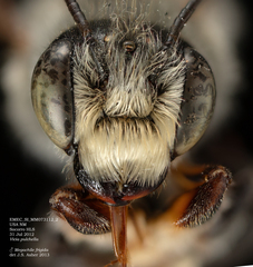 Megachile frigida