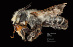 Megachile frigida