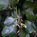 Piper excelsum excelsum - Photo no hay derechos reservados, uploaded by Peter de Lange